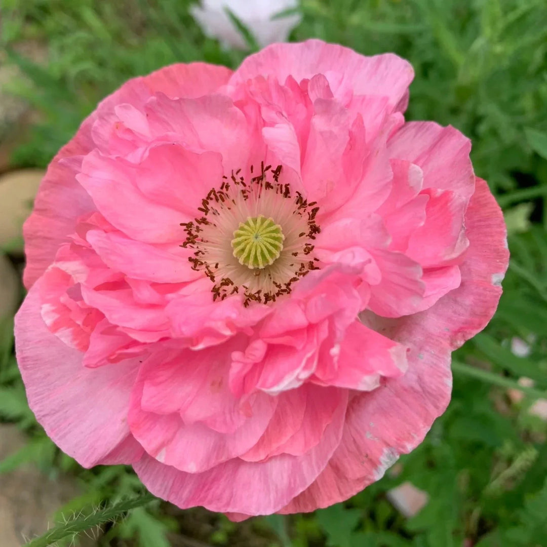 pink bright flower seeds