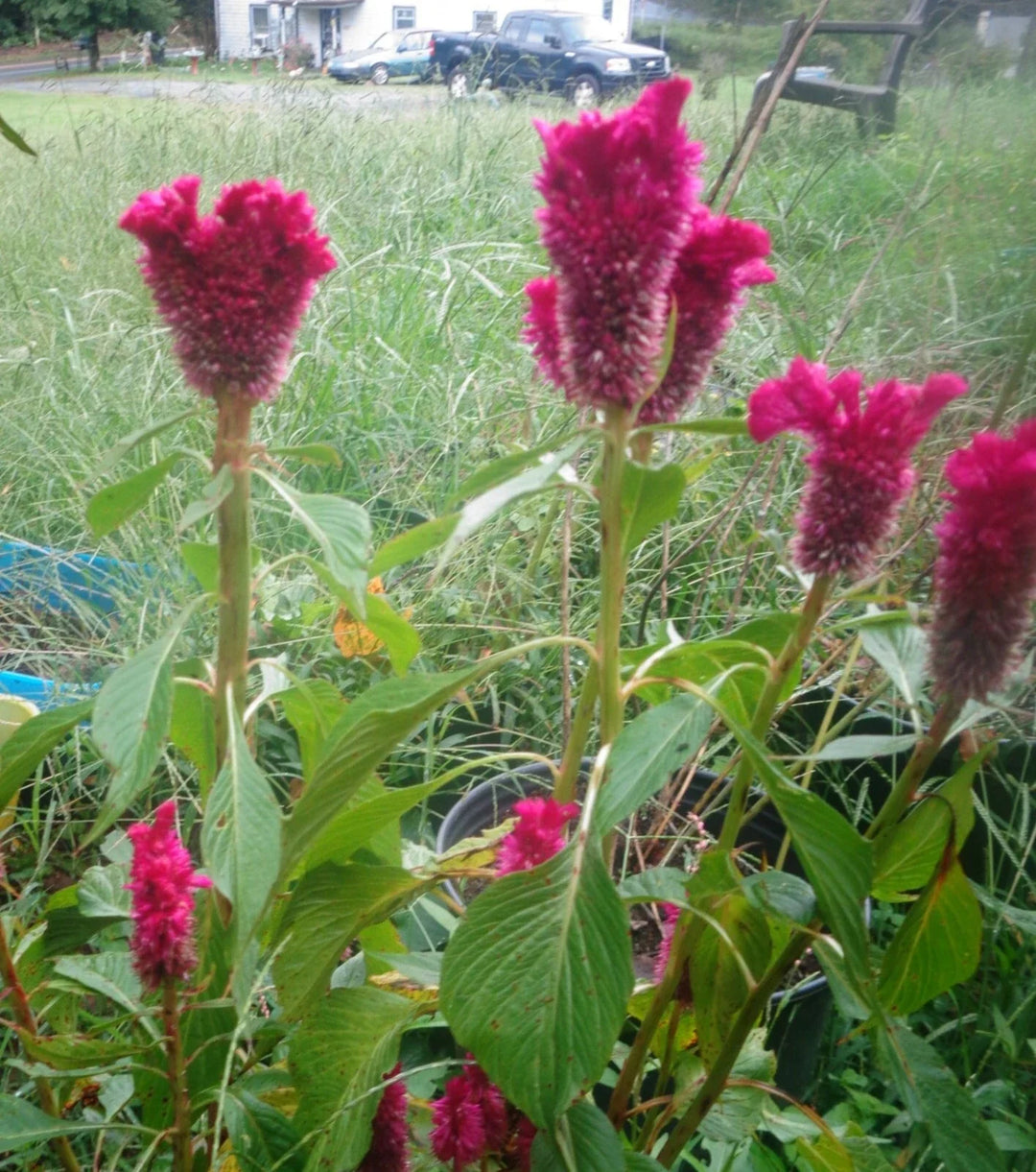 cockscomb celosia flower seeds