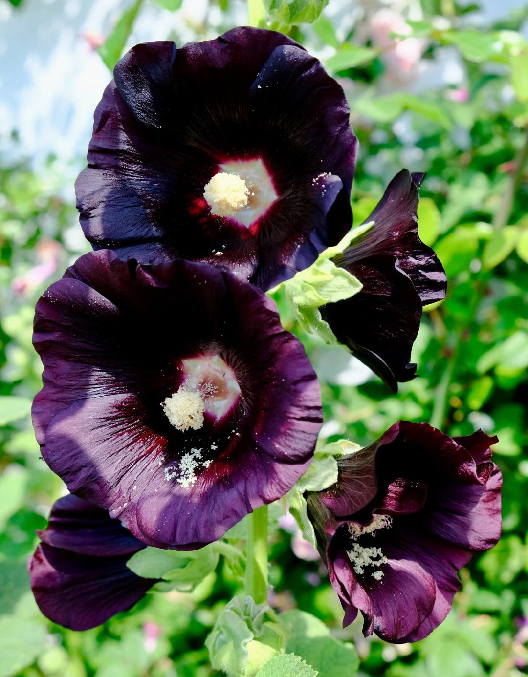 black giant flower seeds
