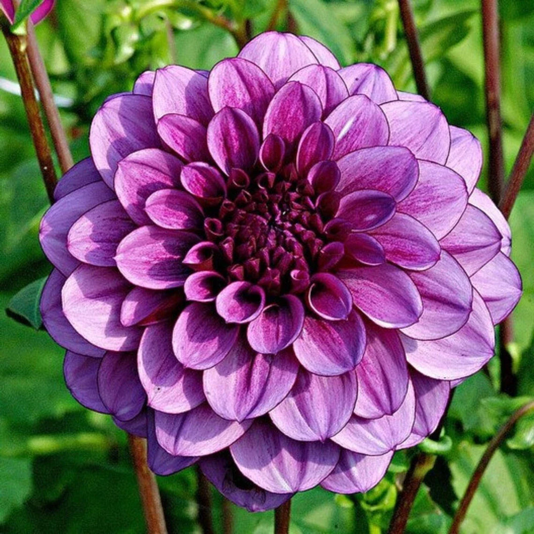 milano dahlia flower seeds
