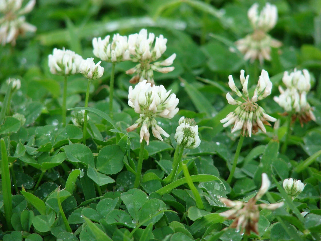 white dutch flower seeds