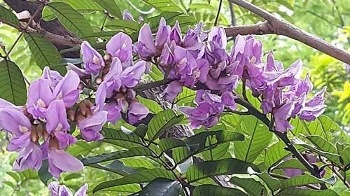 millettia grandis flower seeds