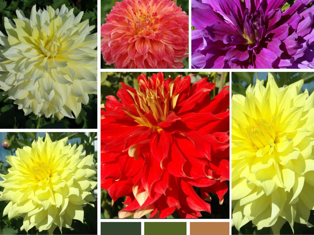 big blooms flower seeds