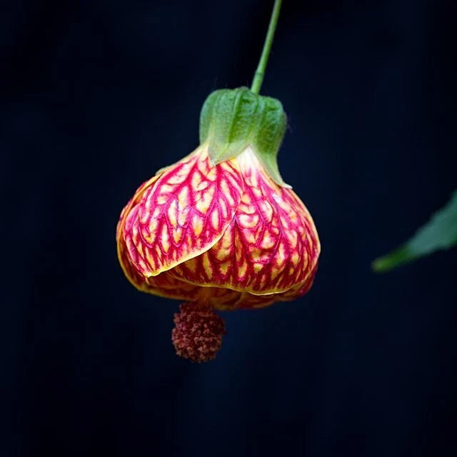 chinese lantern flower seeds
