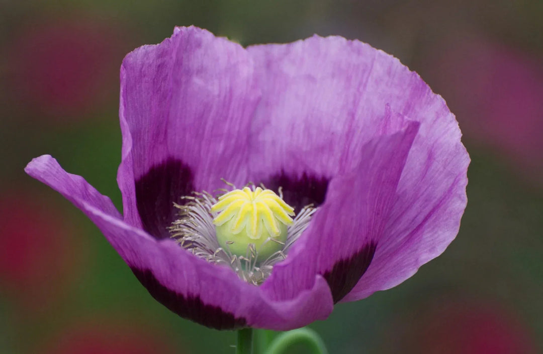 blue turkish flower seeds