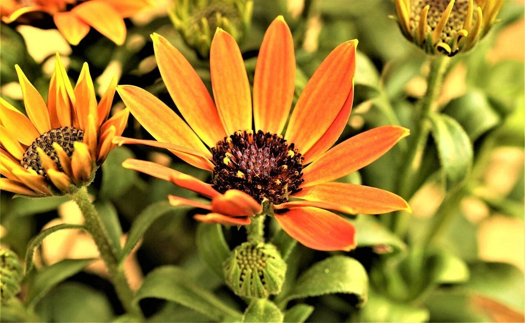 african daisy flower seeds