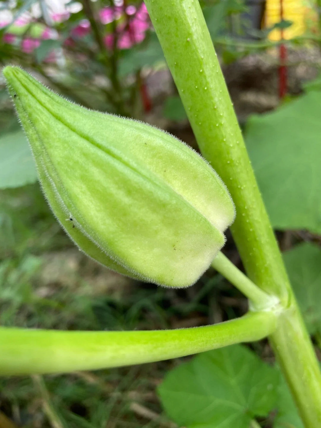 motherland okra flower seeds