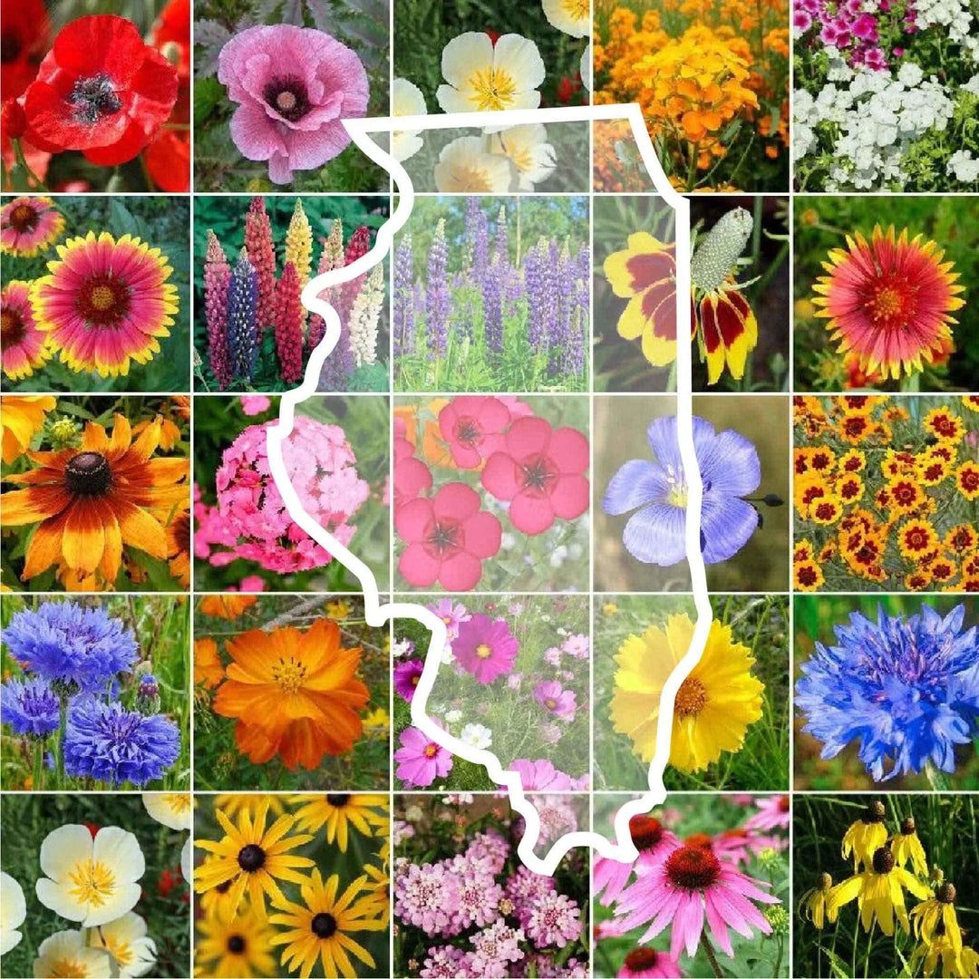 wildflower illinois flower seeds