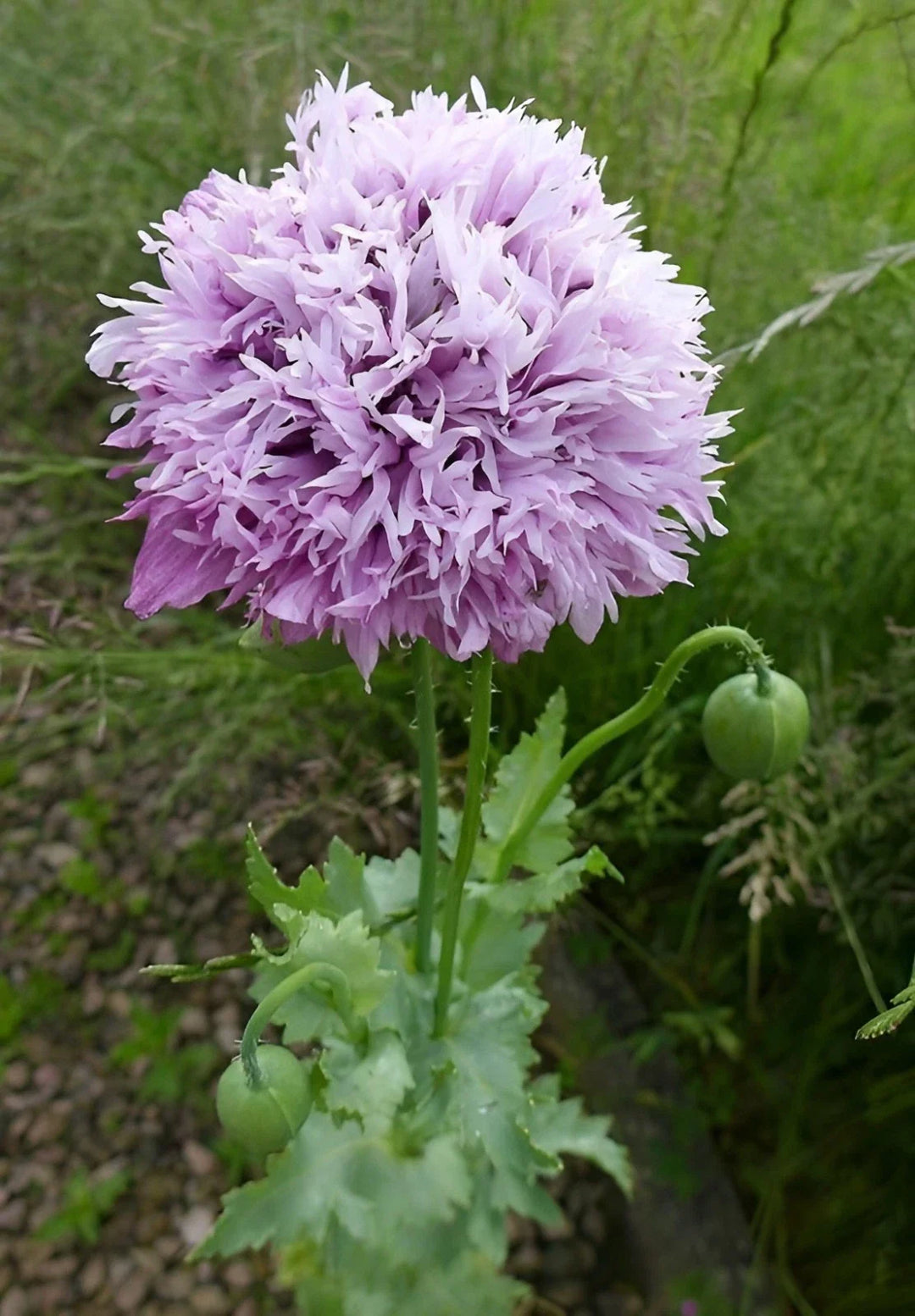 lilac pompom flower seeds