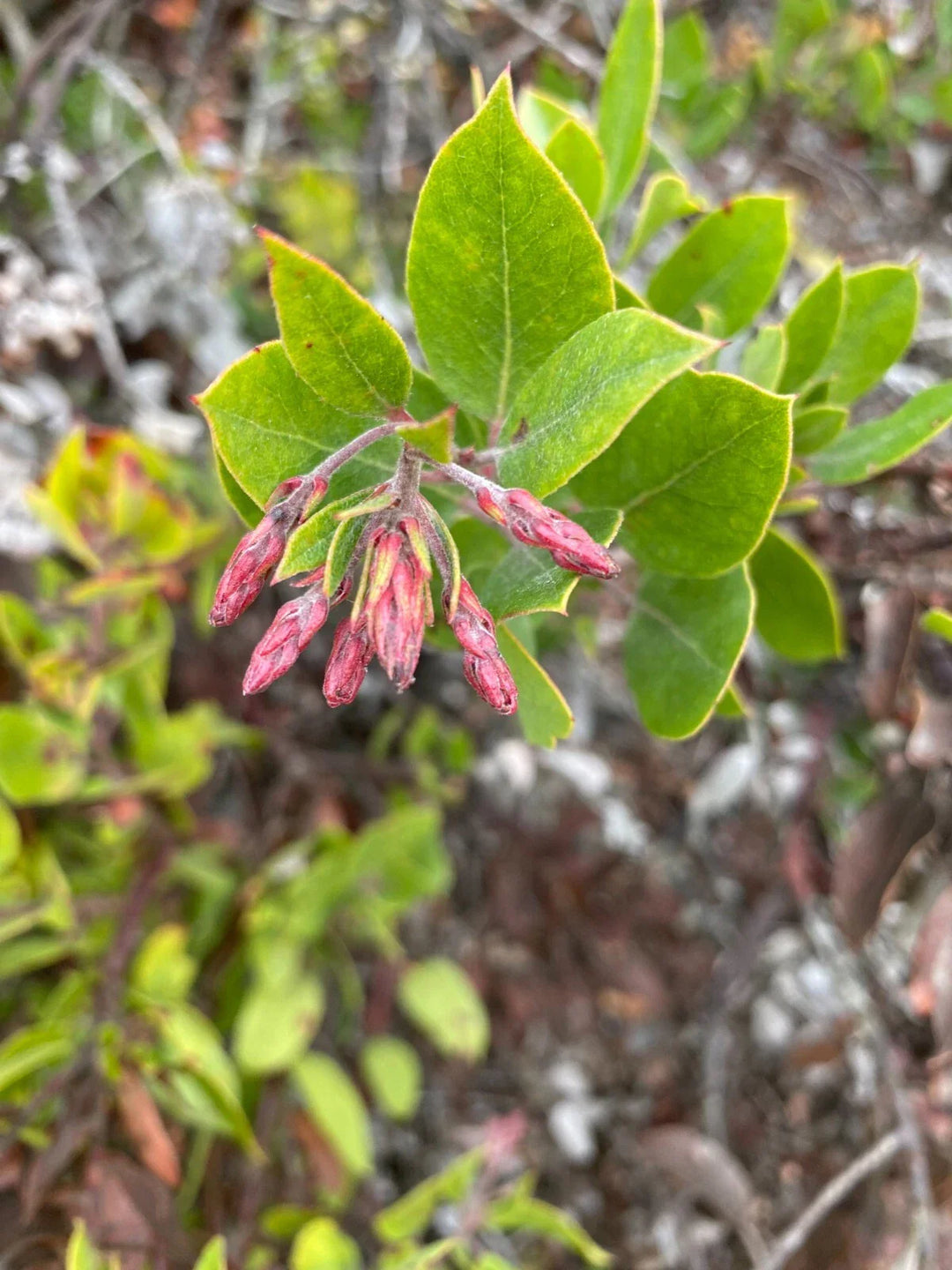 arctostaphylos crustacea flower seeds