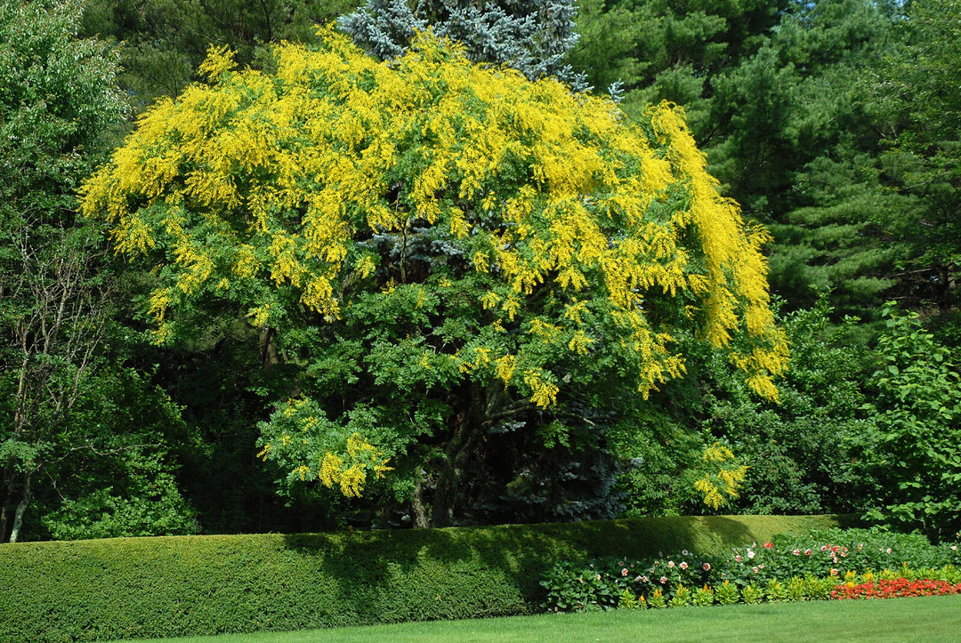 golden raintree flower seeds