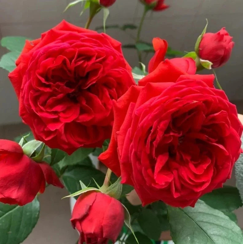 red apple flower seeds