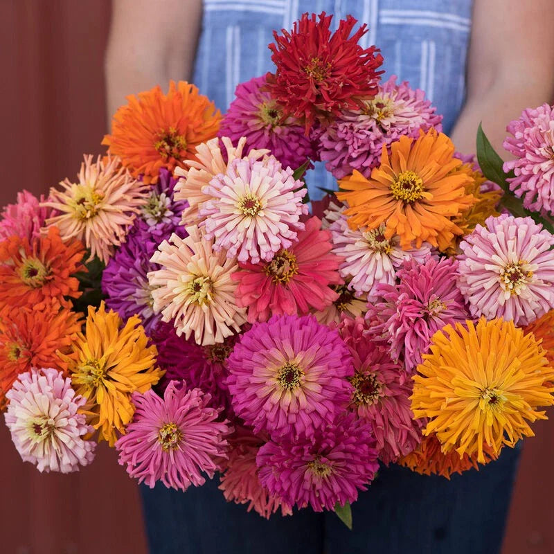 cactus flowered flower seeds