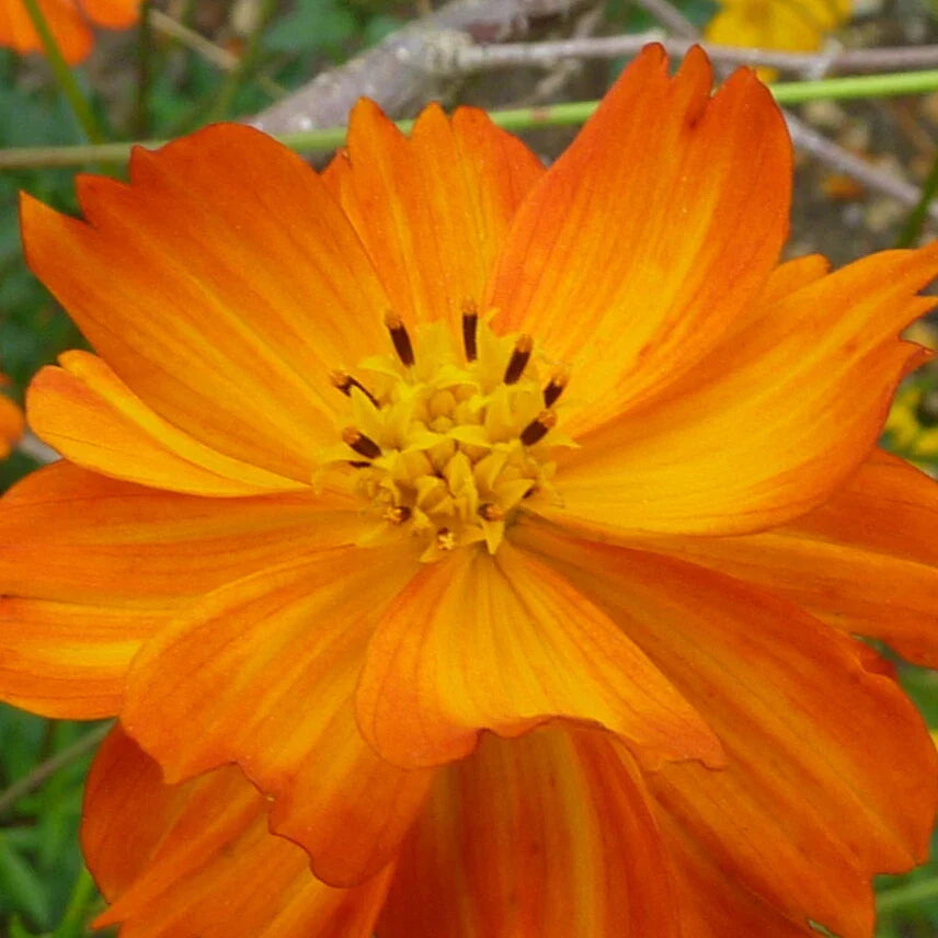 orange double flower seeds
