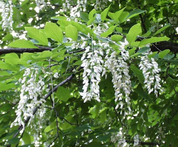 american yellowwood flower seeds