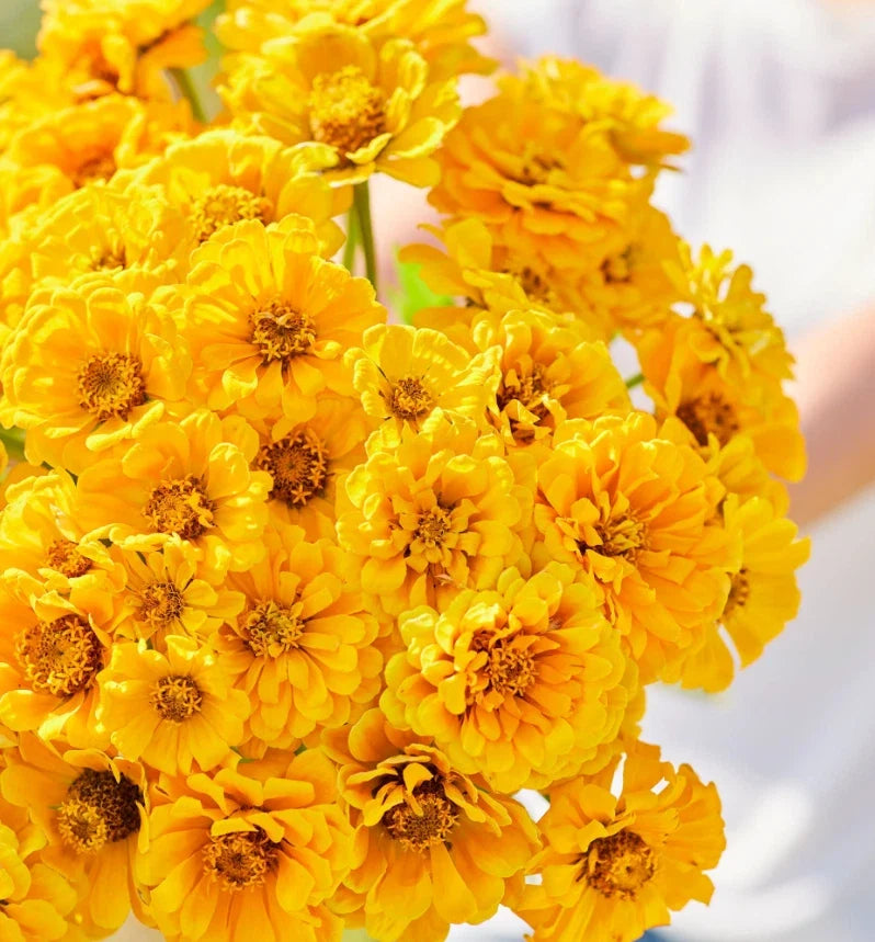 golden zinnia flower seeds