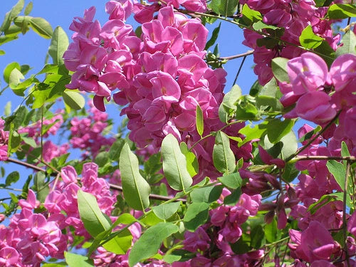 arnot bristly flower seeds