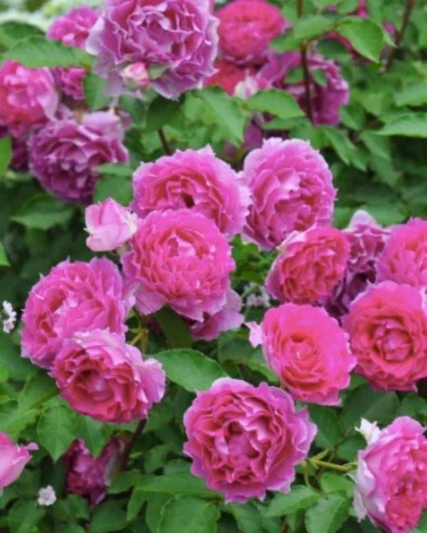 sheherazad rose flower seeds