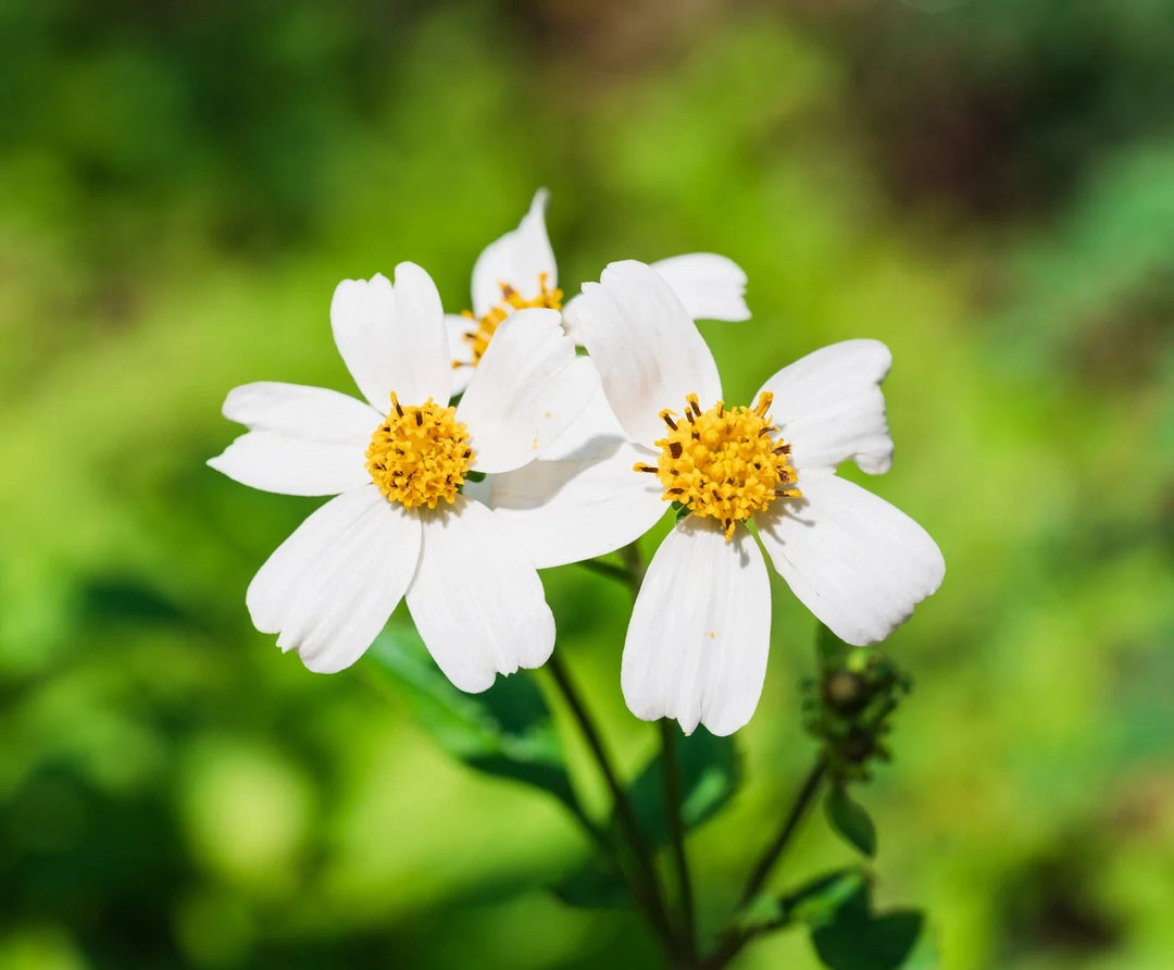 spanish needles flower seeds