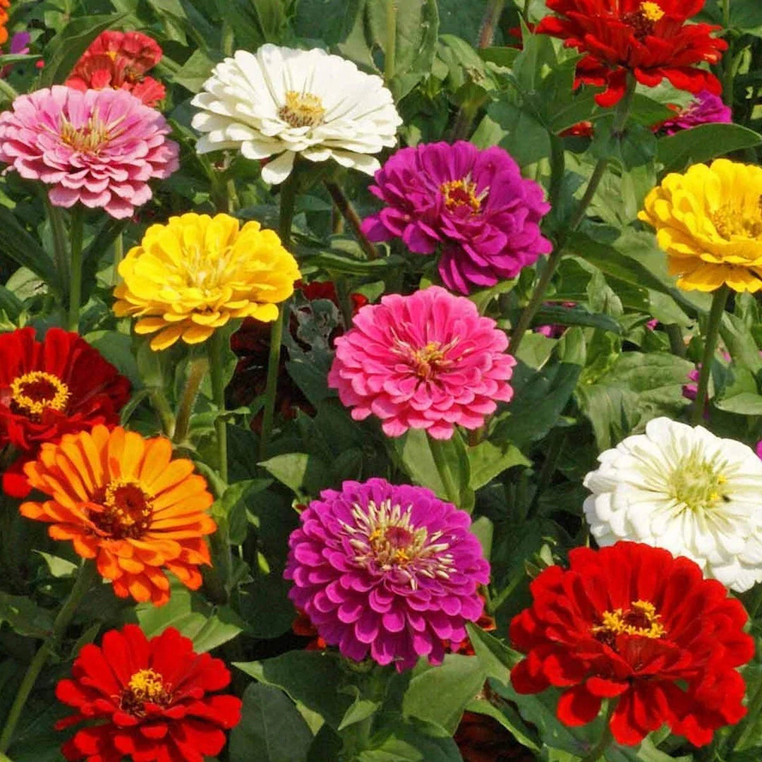 lb california flower seeds