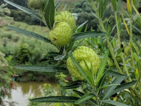 gomphocarpus physocarpus flower seeds