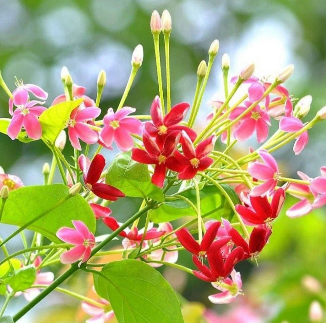 red pink flower seeds