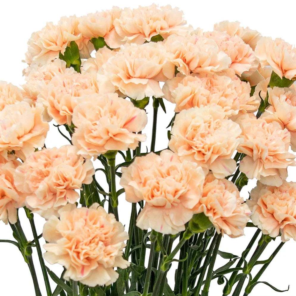 peach carnations flower seeds