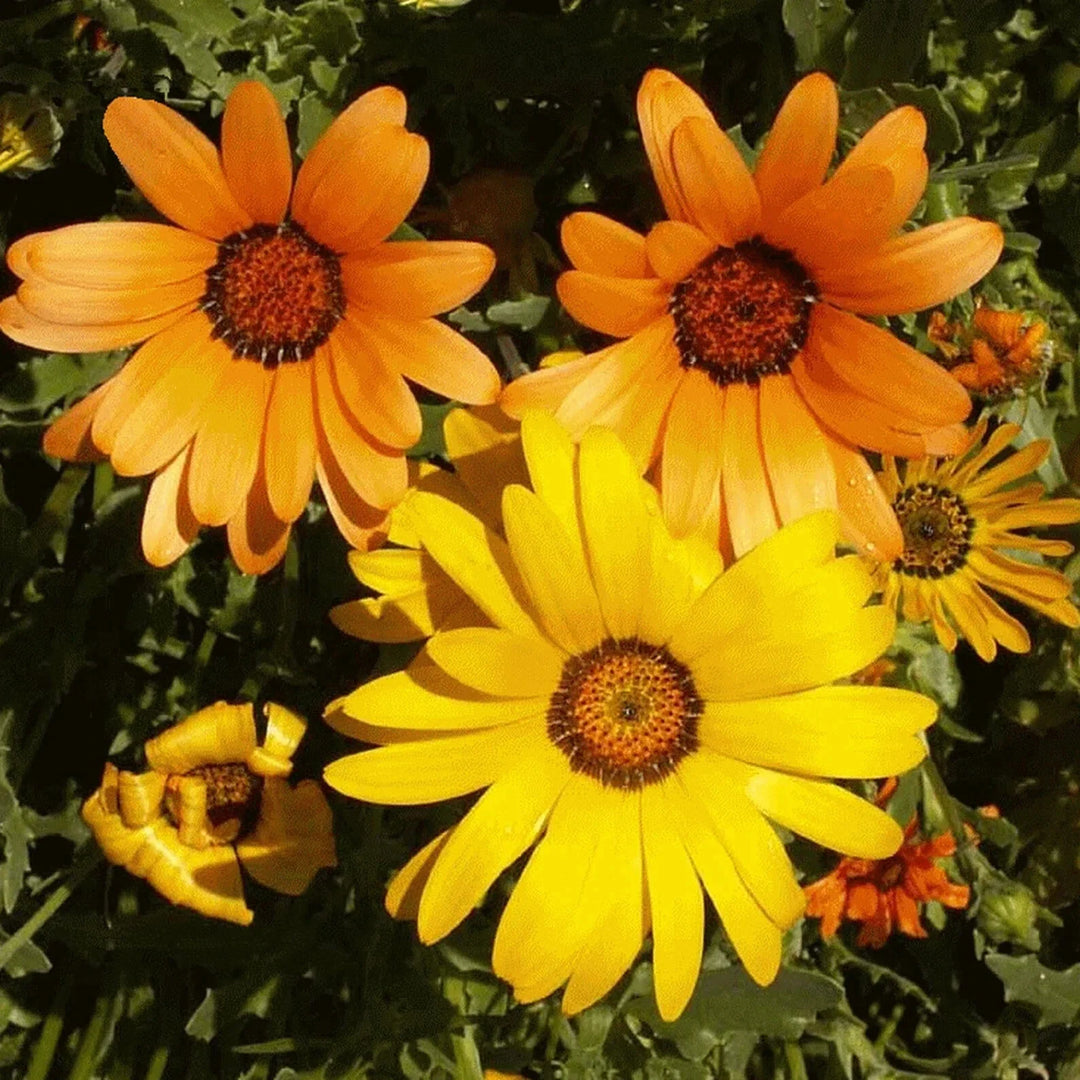 yellow orange flower seeds