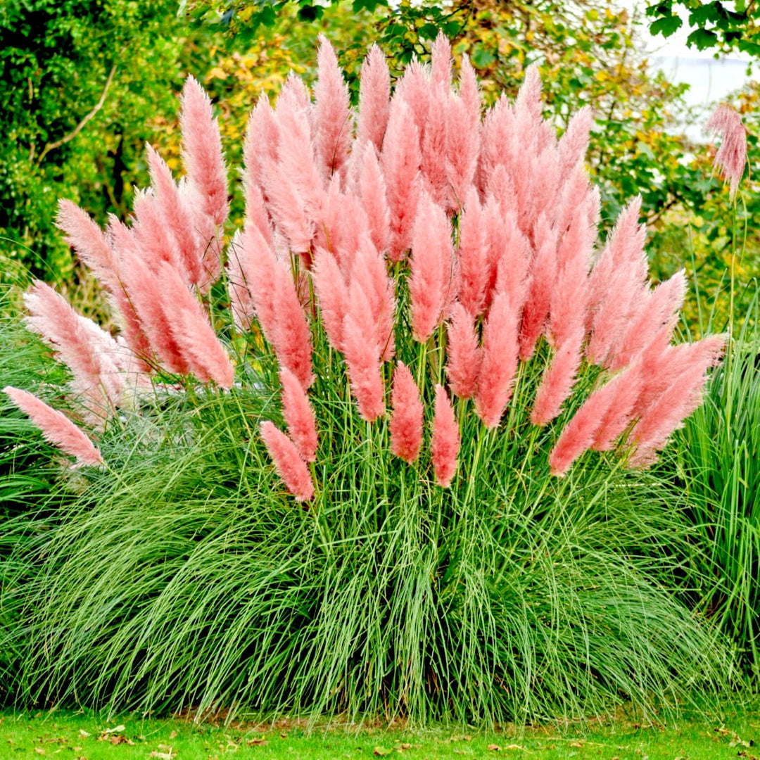 pink pampas flower seeds