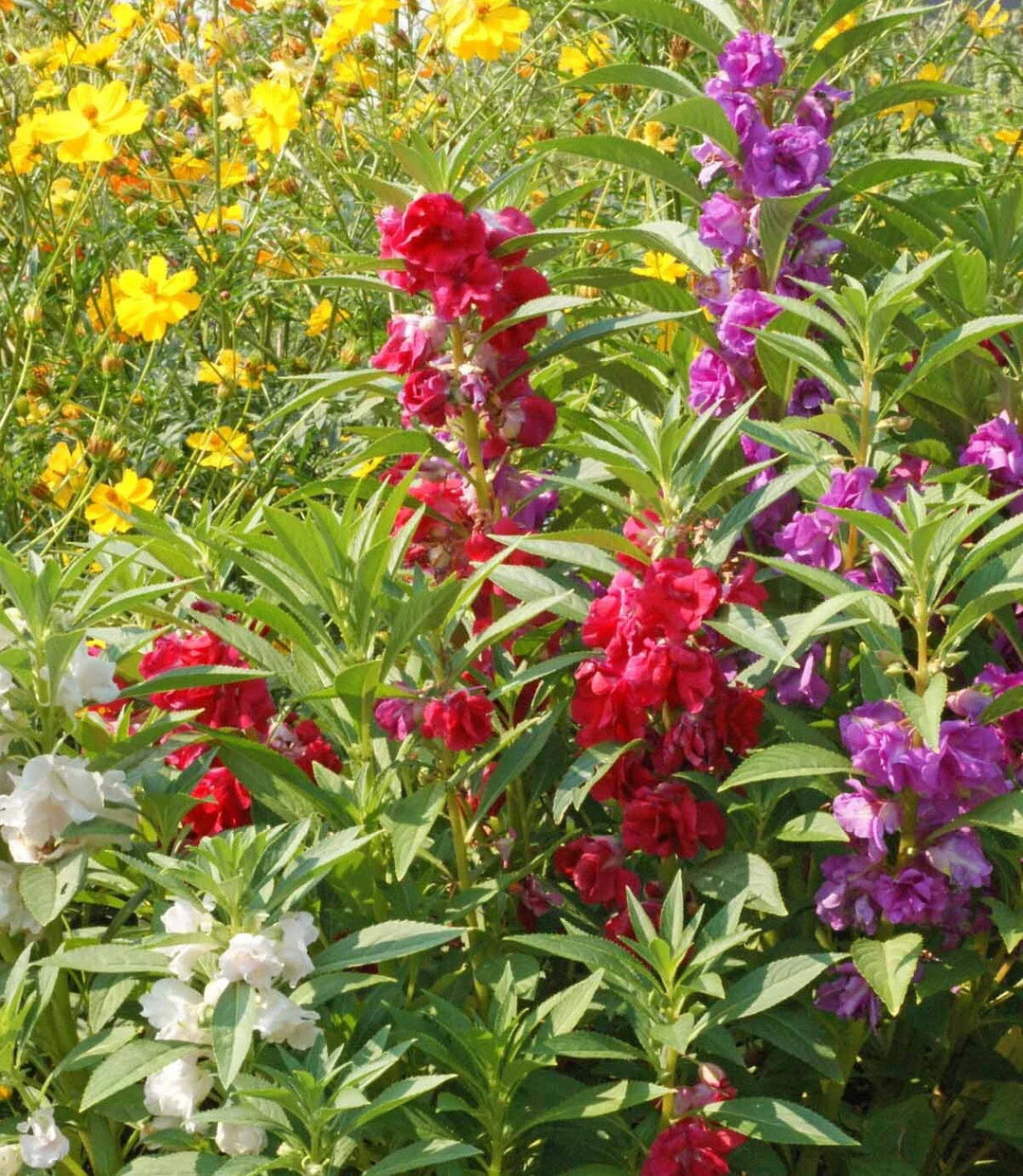 balsam flower flower seeds