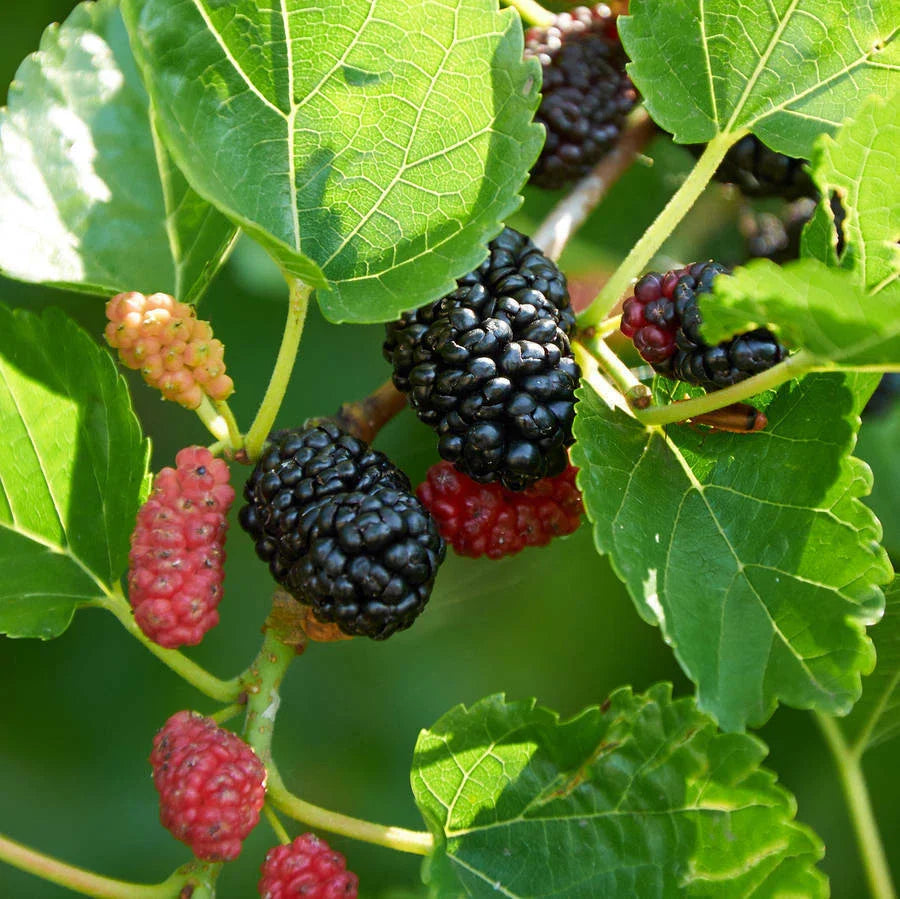mulberry tree flower seeds