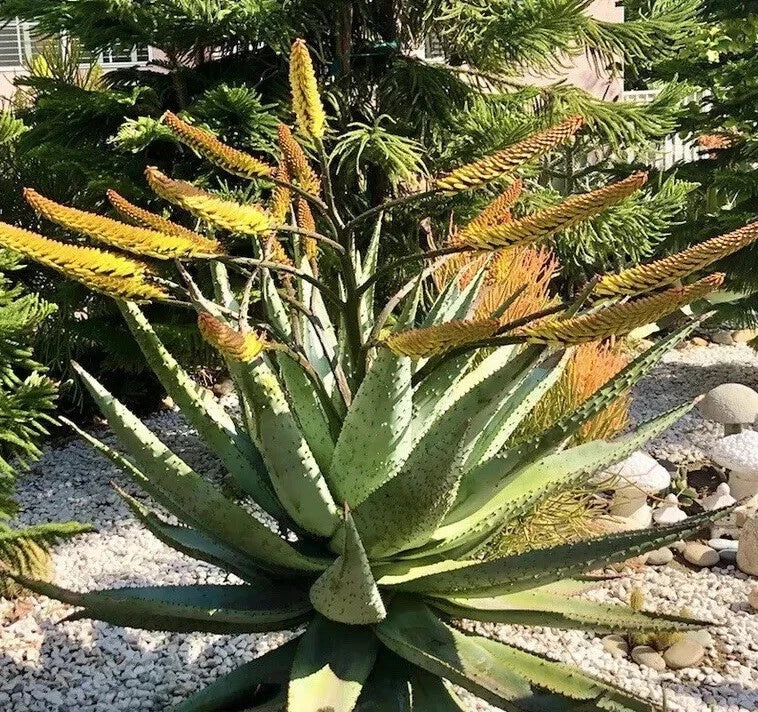 aloe marlothii flower seeds