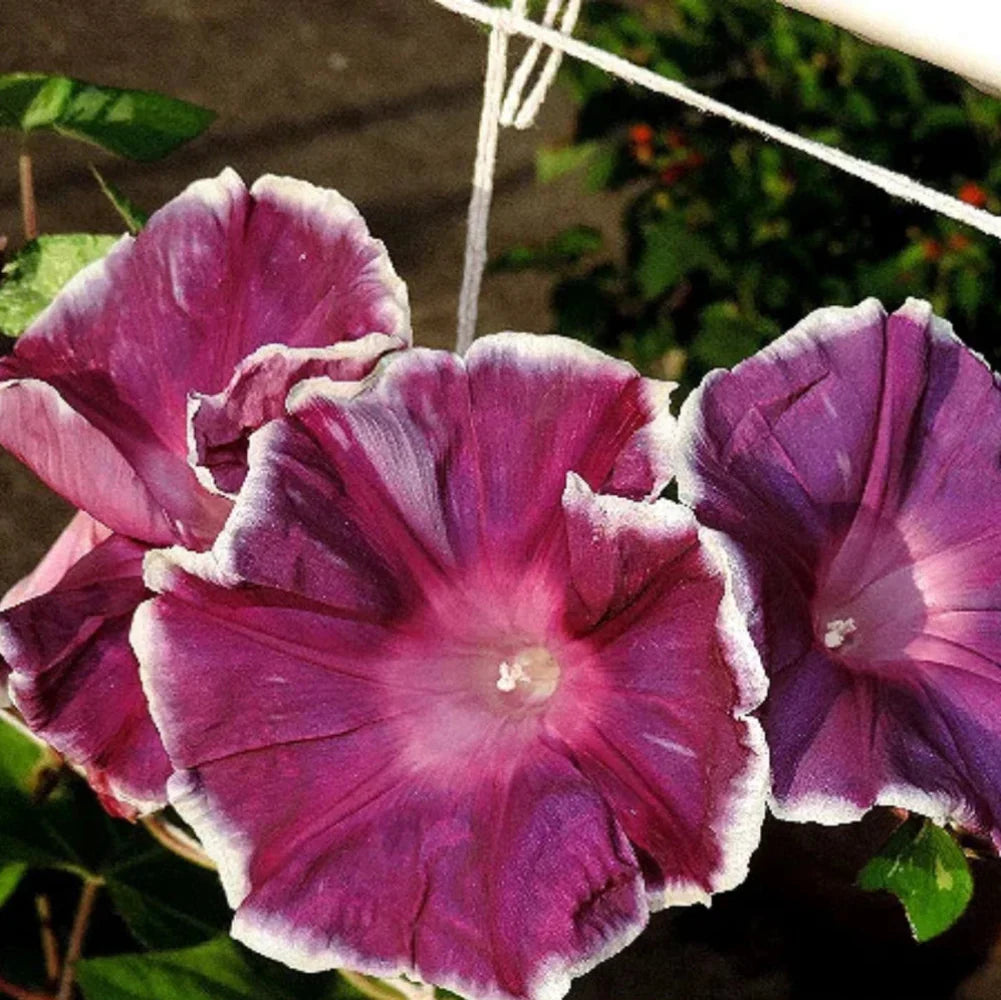 blood maroon flower seeds