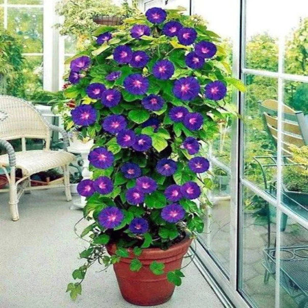 purple morning flower seeds