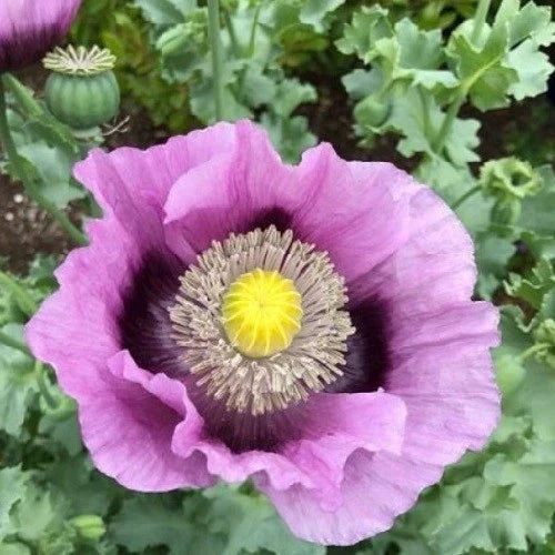stratified hungarian flower seeds