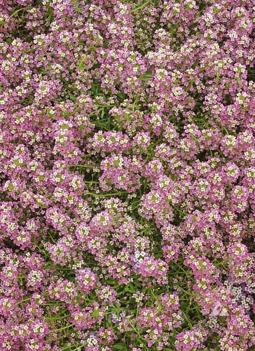 pink alyssum flower seeds