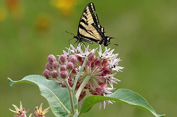 showy milkweed flower seeds