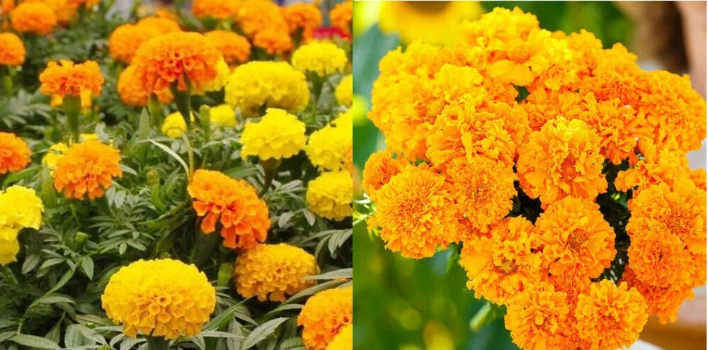 marigolds african flower seeds