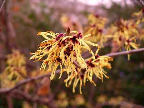 witch hazel flower seeds
