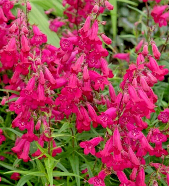 bright scarlet flower seeds