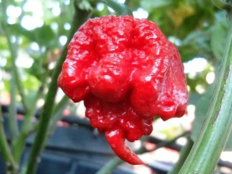 carolina reaper flower seeds