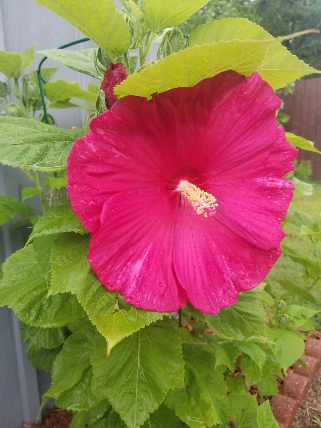 red luna flower seeds