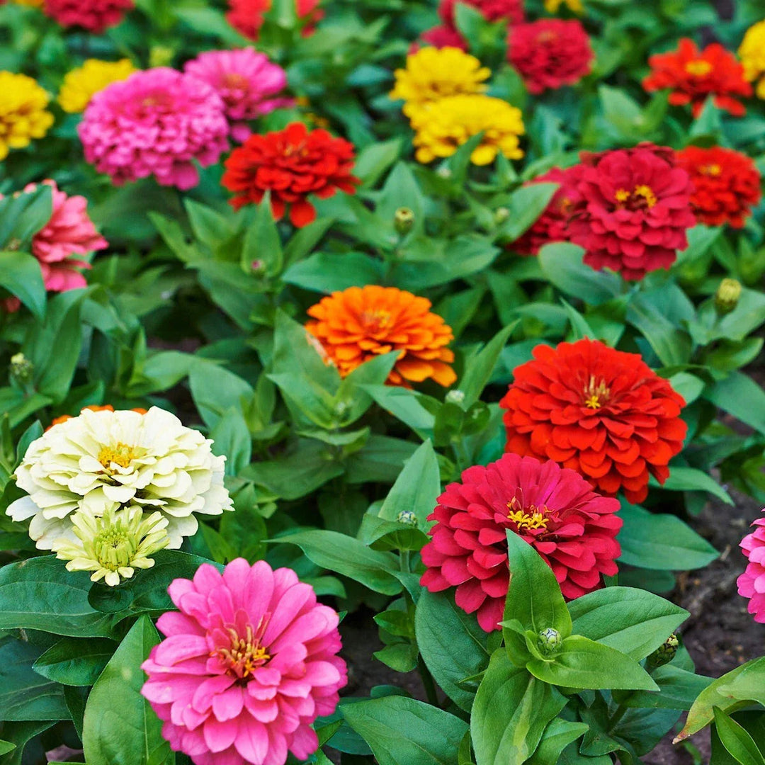 pumila mixed flower seeds