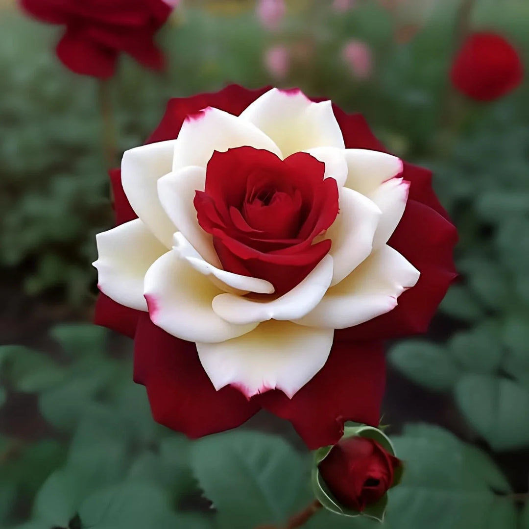 red white flower seeds