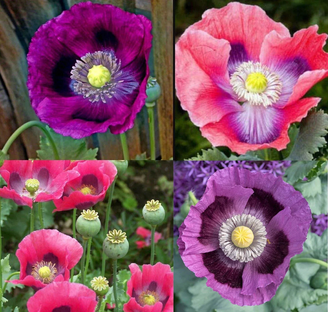 poppy deluxe flower seeds