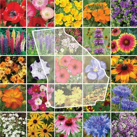 wildflower mix flower seeds