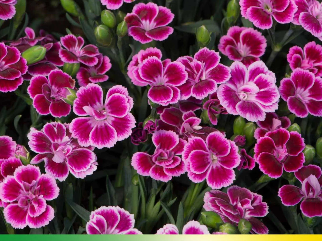 pink dianthus flower seeds