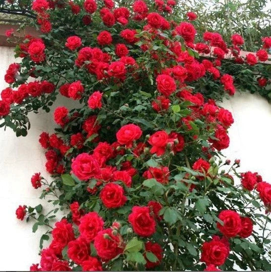 red climbing flower seeds
