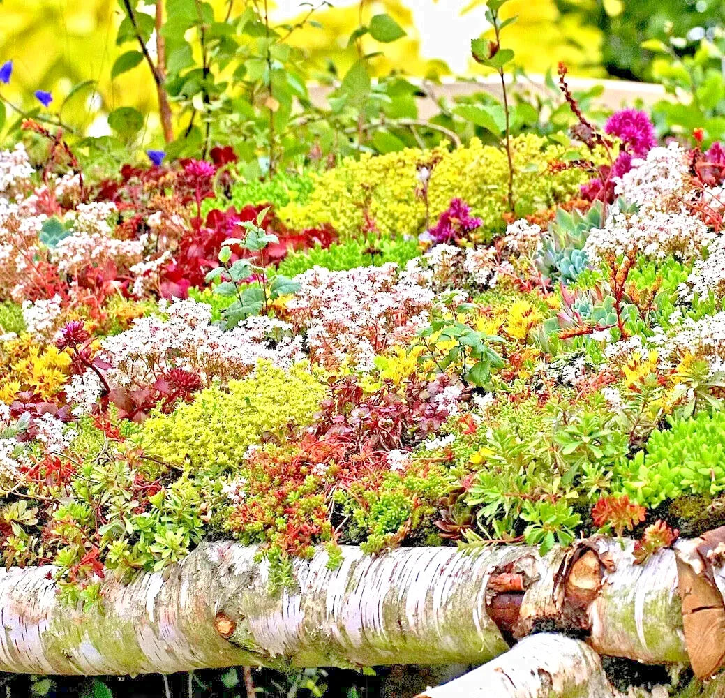sedum spring flower seeds