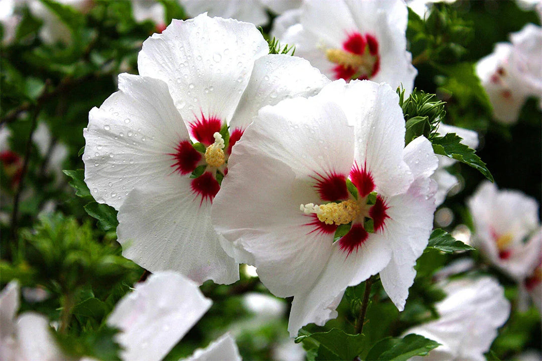 white pink flower seeds